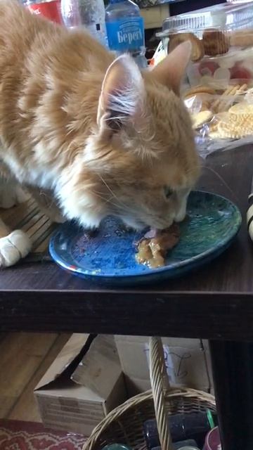 Санкт-Петербург. 21.05.2026. Обед котёночка Персика