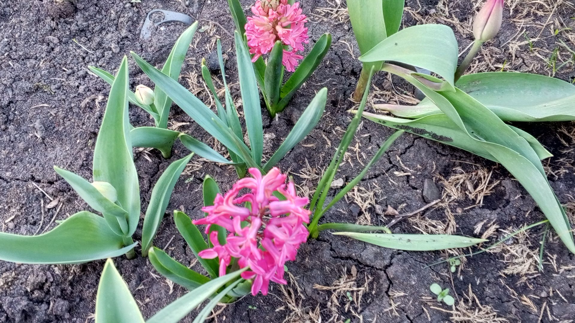 Обожаю эти носики-курносики! Показываю как чувствуют себя огурцы после первой ночи?