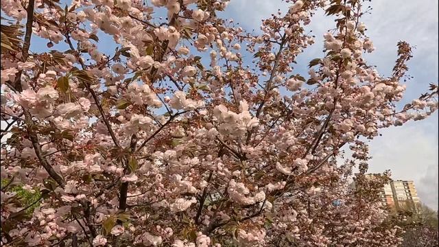 21.04 Родительский день. Анапа. 🙏