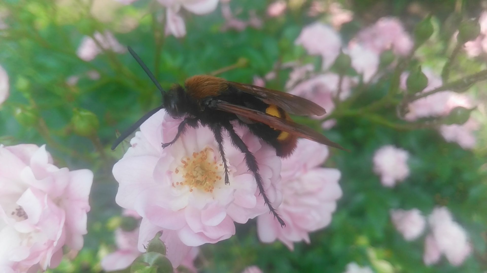 Сколия-гигант   крупнейший вид ос