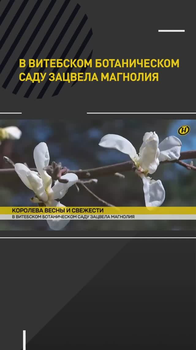 Магнолия зацвела в Витебском ботаническом саду