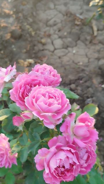 Японская роза Щахрехада.