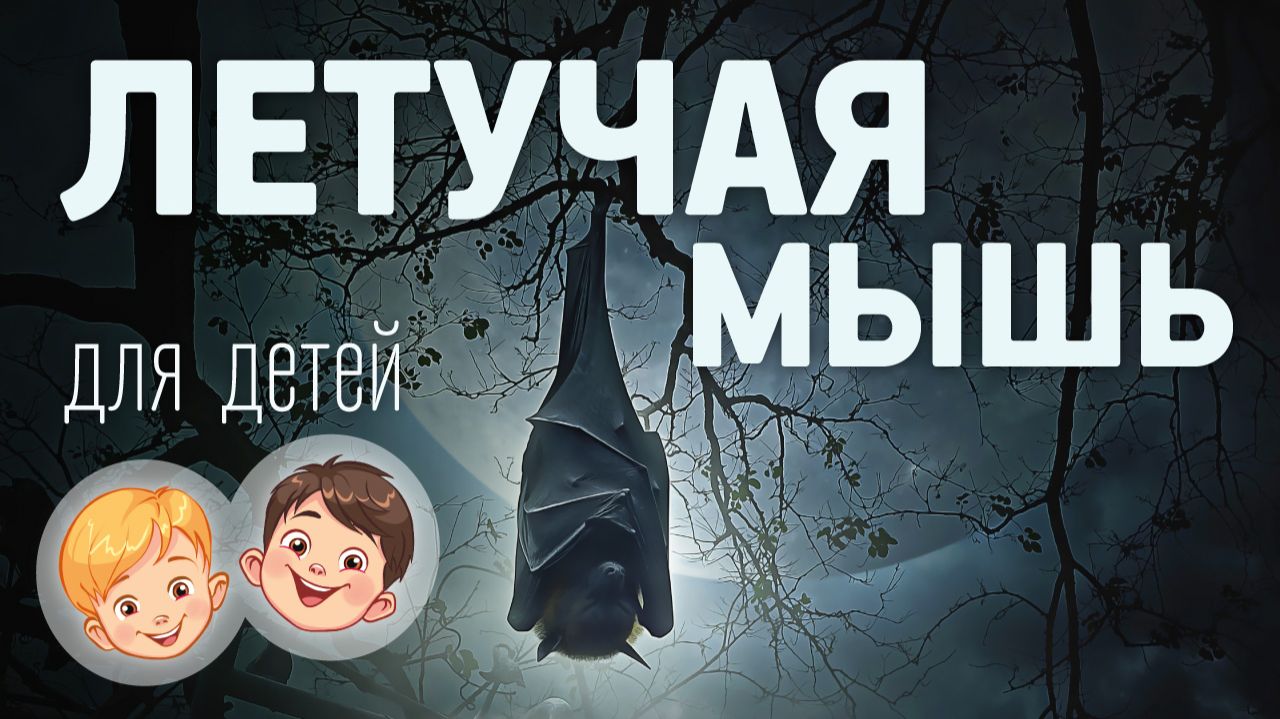 Летучая мышь. Видео про животных для детей 3+
