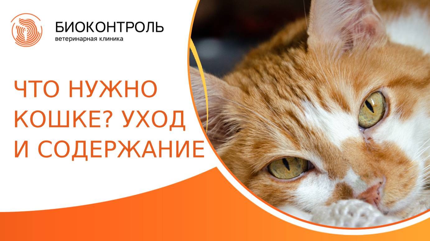 Что нужно кошке — уход и содержание в любом возрасте