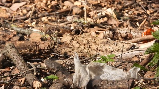 Зяблик, самка собирает материал для строительства гнезда, наблюдение птиц, 21 апреля 2026