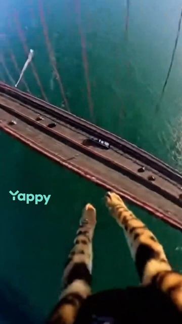 кот прыгает с моста