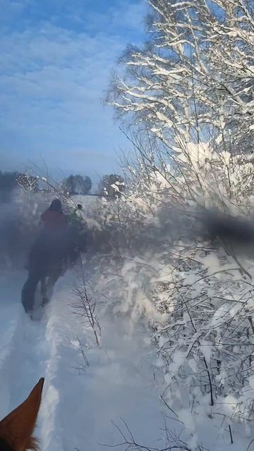 Зимняя солнечная прогулка