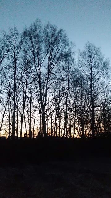 ВЕСЕННИЙ ПРИВЕТ 🌾🌼 ВЕЧЕРНЕЕ ПЕНИЕ ПТИЦ!!!