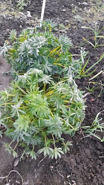 Природа живая и неживая.