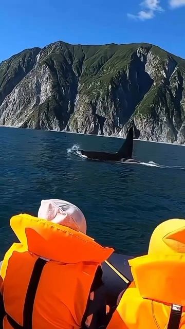 Первая встреча с косаткой — это не просто момент, это состояние, которое невозможно забыть 🌊