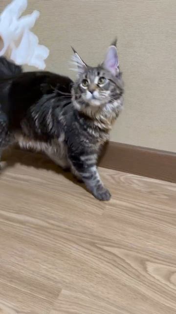 Согдиана Гранд Майер