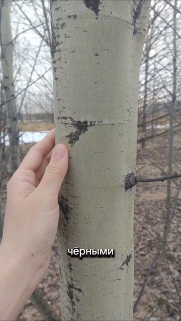 сбор коры осины. как отличить