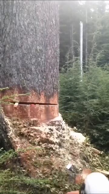 VID_20260421_160046_336.mp4