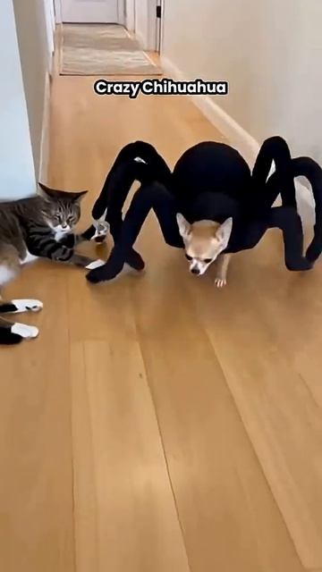 СОБАКИ В МАСКАХ ПУГАЮТ КОТОВ