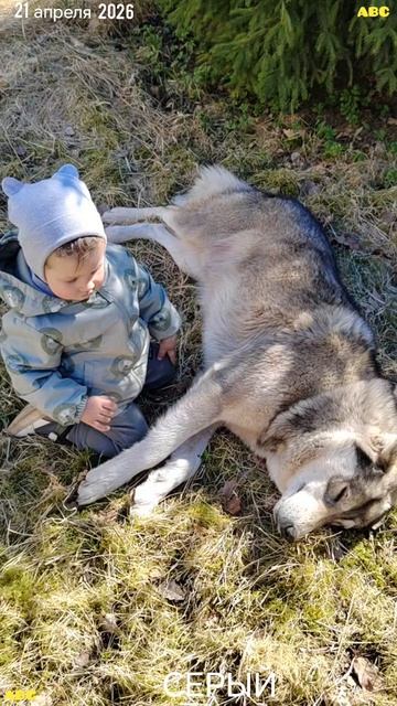 Правнук с другом #будогощь #юныйпрадедбодрыйдед #авсарх