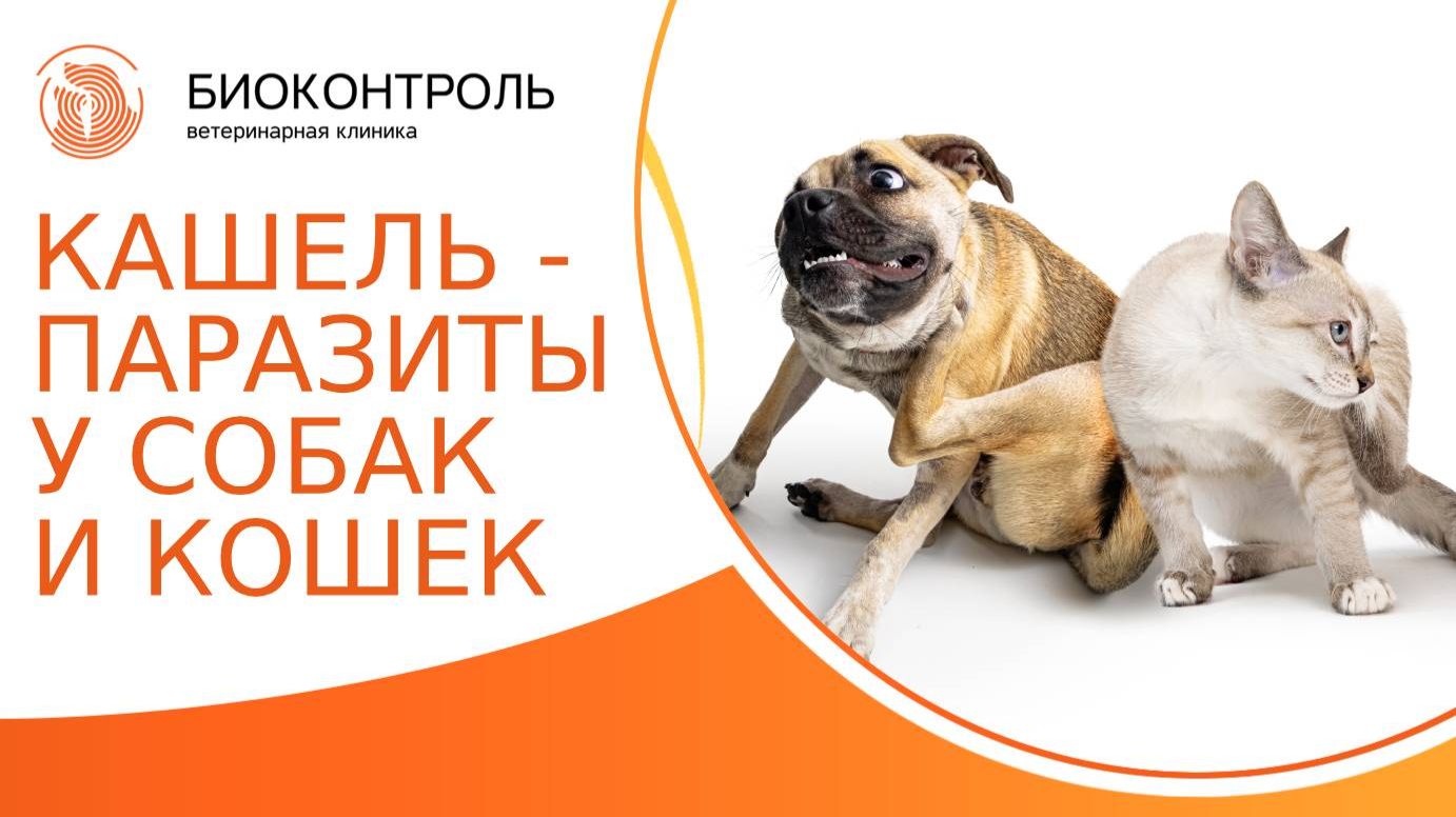 Паразитарные причины кашля у собак и кошек