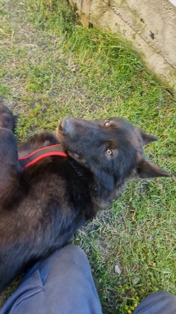 Папин с мамой пирожок🥰 #волк #русскийвольфхунд #любимцы #интересно #интересное #собаки #животные