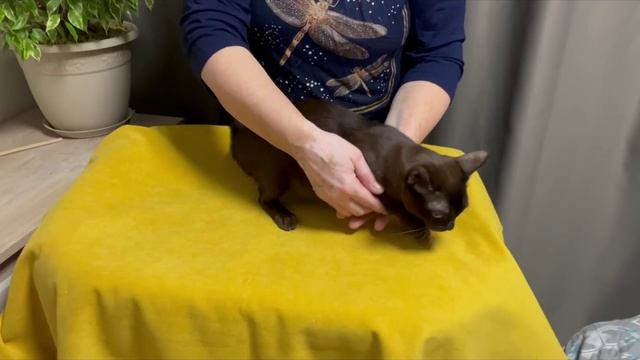 Павлина Аллегро Кэтс