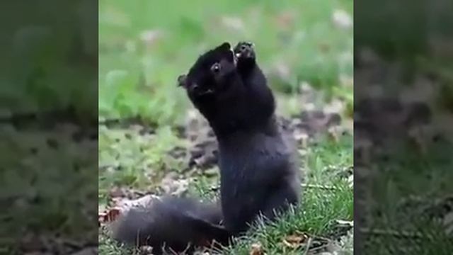 Употребление ферментированных фруктов иногда вызывает у белок состояние, похожее на опьянение