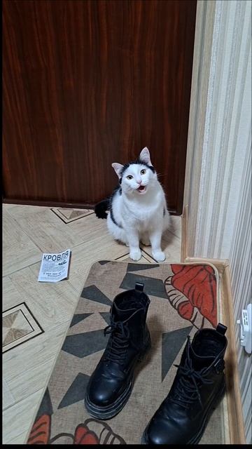 Минутка мяуканий