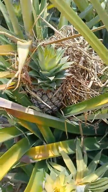 А вы видели как растут ананасы?