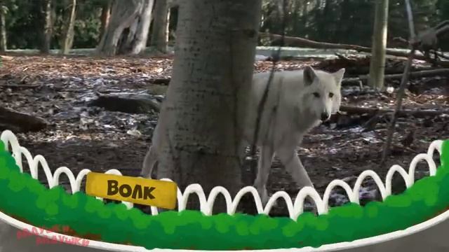 Зоопарк для самых маленьких Развивающие мультики про животных для детей