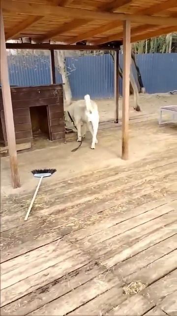 Забери 🏠 юного красавца САО Барса 🍀❗Пост в описании 🎥 #dog #собака #алабай #счастье #любовь #сао