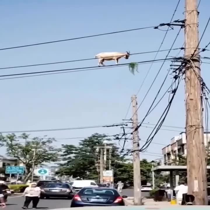 #животные #Милые #видео