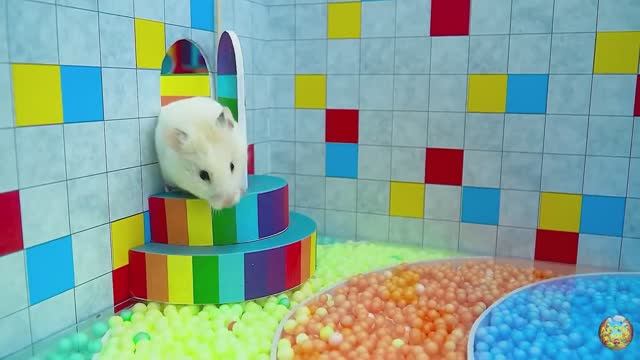 Хомячок убегает из ловушки голодных акул в водном лабиринте! часть 1