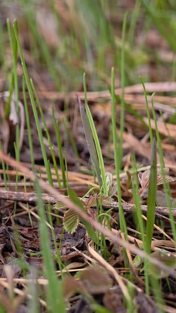 Лук угловатый