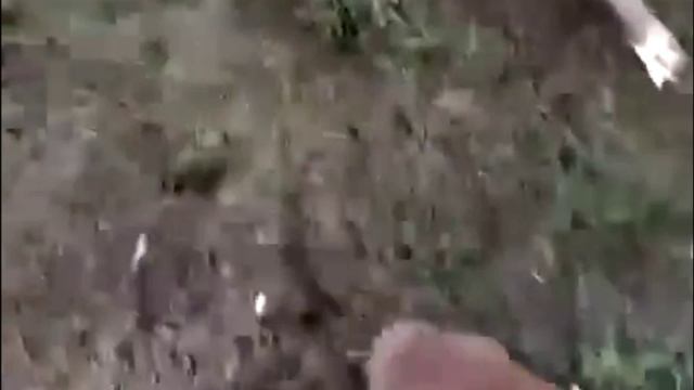 Спасли ондатру