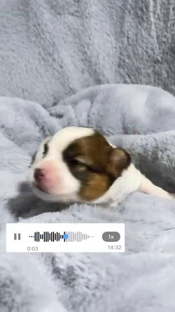 Дети и щенки