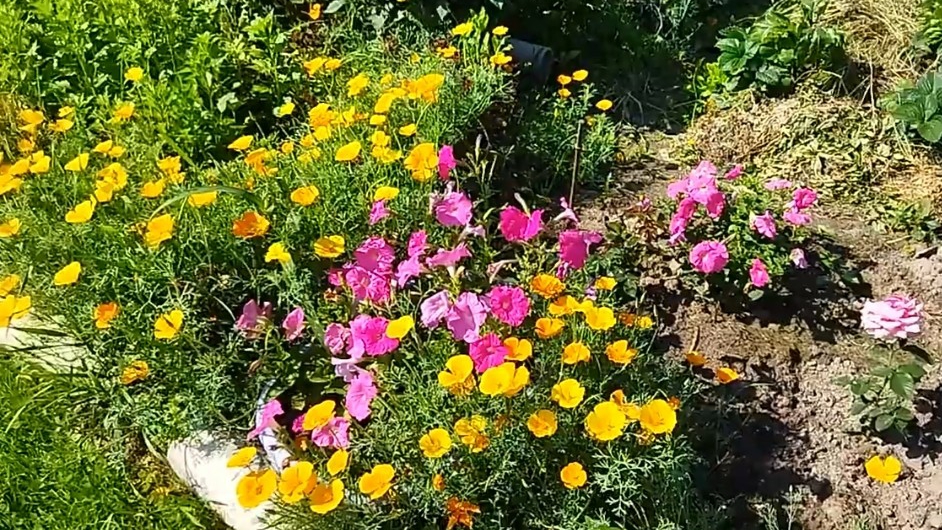 Эшольция - яркий и неприхотливый однолетник