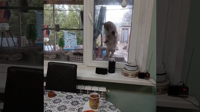 Сегодня  с самого утра  идёт дождь,  это первый хороший дождь за весну, так нужный земле и растениям