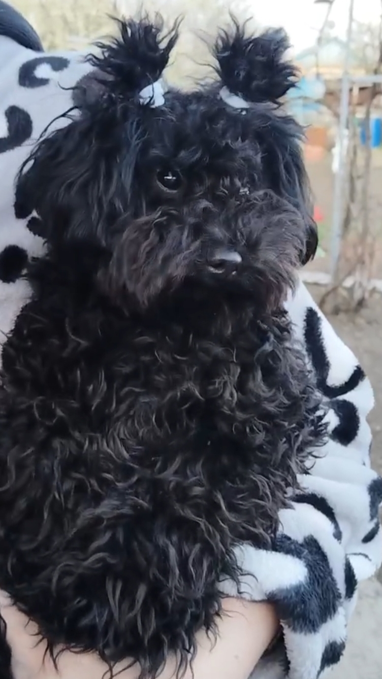 Новая причёска Айзы 🐩😂 Смешная собака.