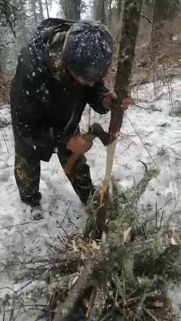 заготовка ореха весной.