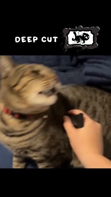 Прохождение мяудженикс на канале