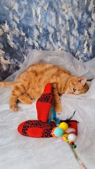 Сания едет на выставку-пристройство в Москву