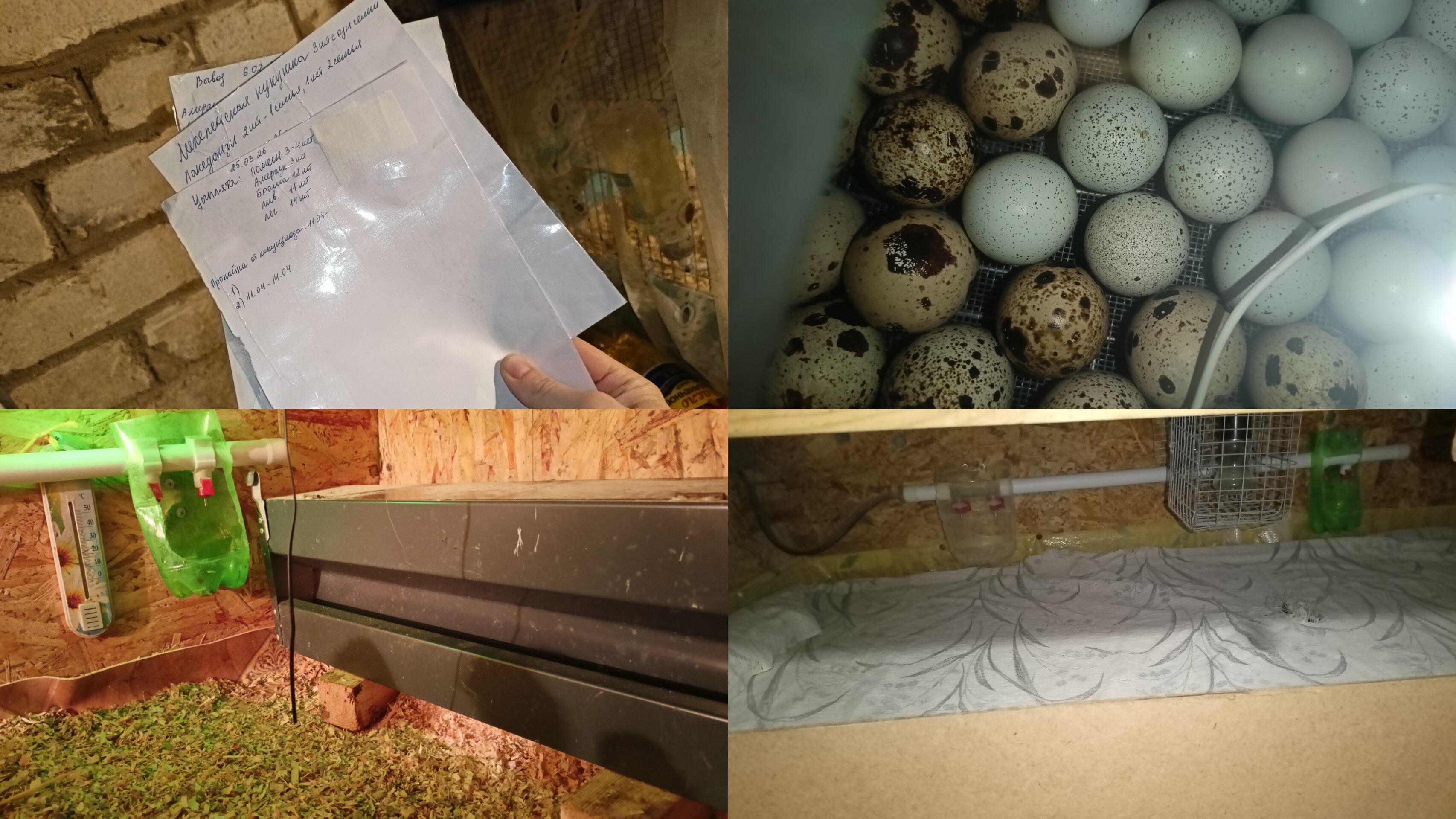 Прогреваю брудер. Чищу помёт, таблички для каждого вывода цыплят