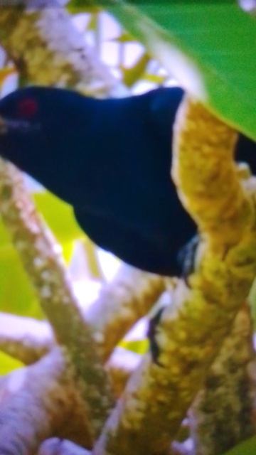 Бессердечная бабушка?