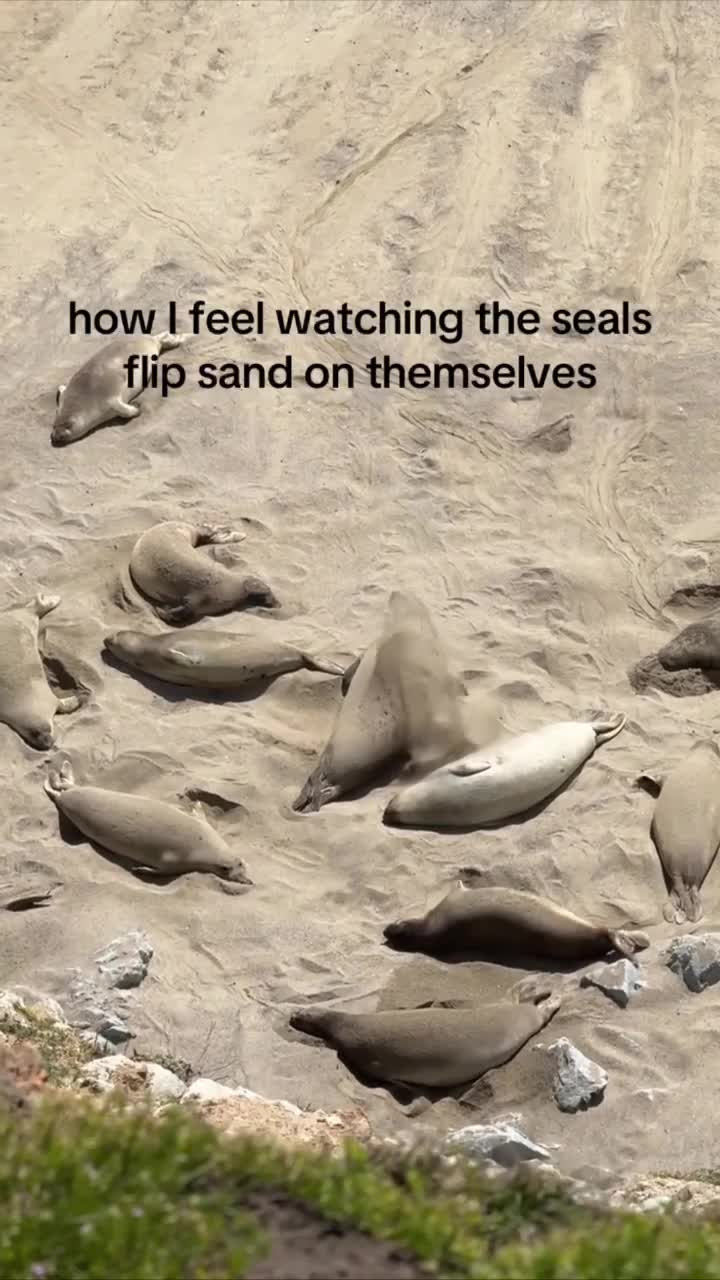 #животные #Милые #видео