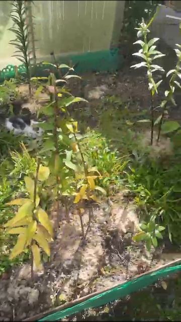 Милый подкидыш 😻😽😻