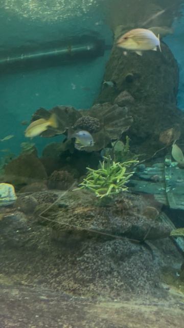 Рыбки в Океанариуме ч.38