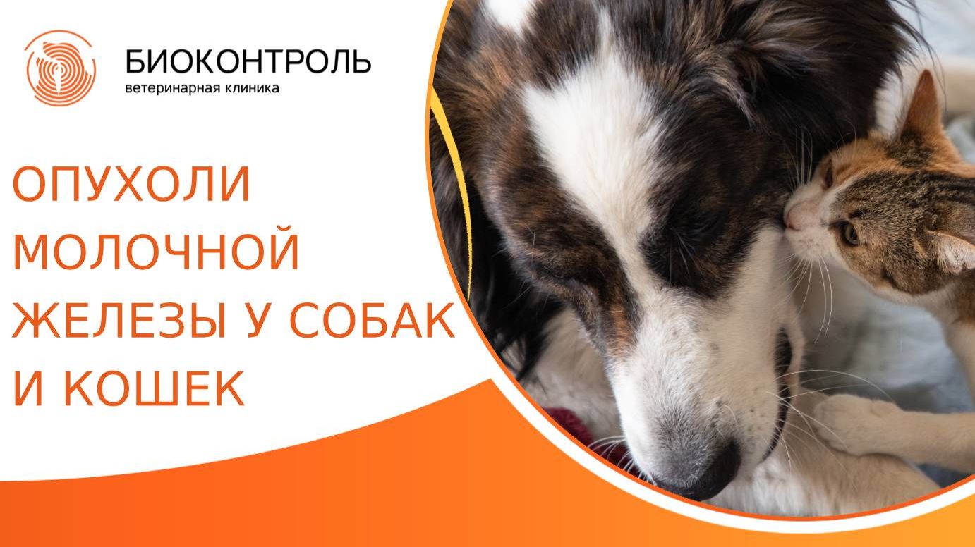Опухоли молочной железы у собак и кошек