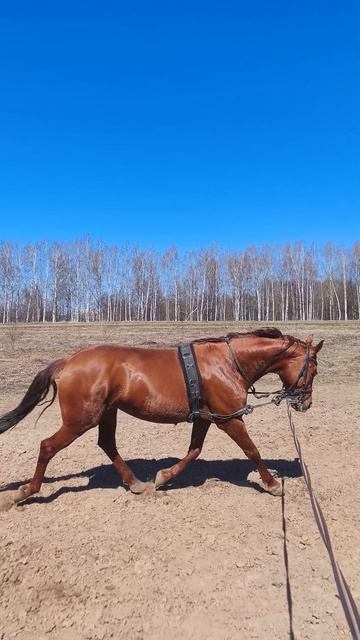 Оксана Новикова и Эмбер Грейс Кас, работа на плацу на корде рысь.