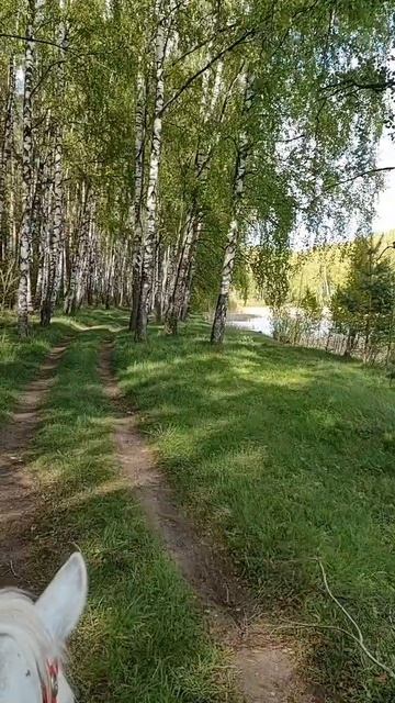 Берёзы,весна...