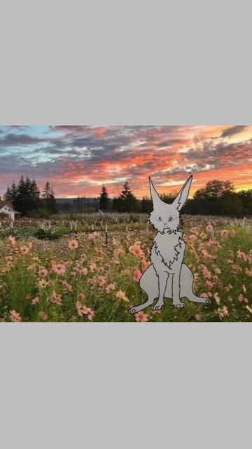 арт для рыжебоки кв