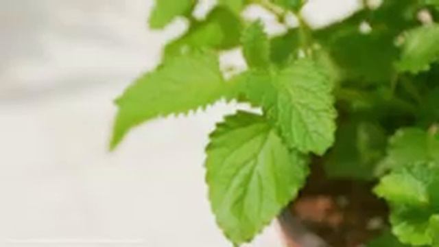 Выращивание_ОВОЩЕЙ,_ЗЕЛЕНИ,_ЦВЕТОВ_в_ГОРШКЕ