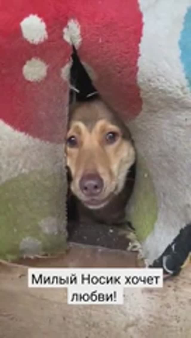 Малыш Бобик хочет домой! Хозяин найдись! 🤗❤️