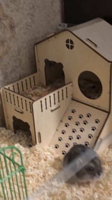 смотрите какая лапка есть! часть 1